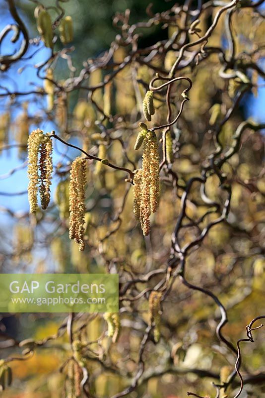 Corylus avellana 'Contorta' covered with catkins in March - Twisted Hazel aka Harry Lauder's walking stick or Corkscrew Hazel