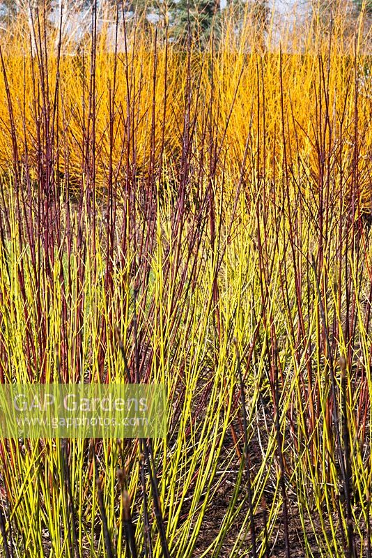 Salix alba 'Hutchinson's Yellow' and Cornus stalonifera 'White Gold' - Broadview Gardens, Hadlow College, Kent