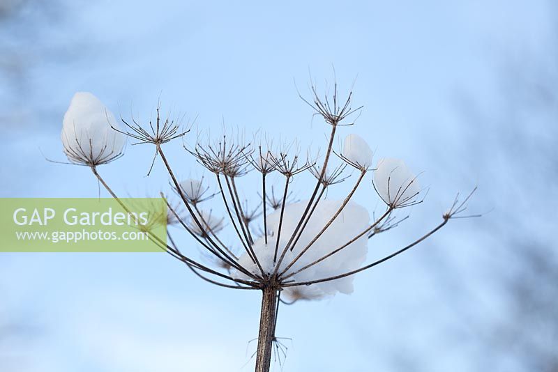 Heracleum sphondylium - Common Hogweed covered with snow