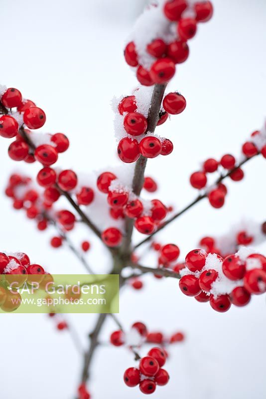 Ilex verticillata - Winterberry Holly with snow