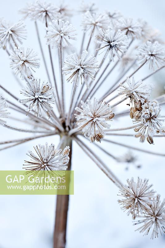 Angelica archangelica seedhead covered with hoar frost