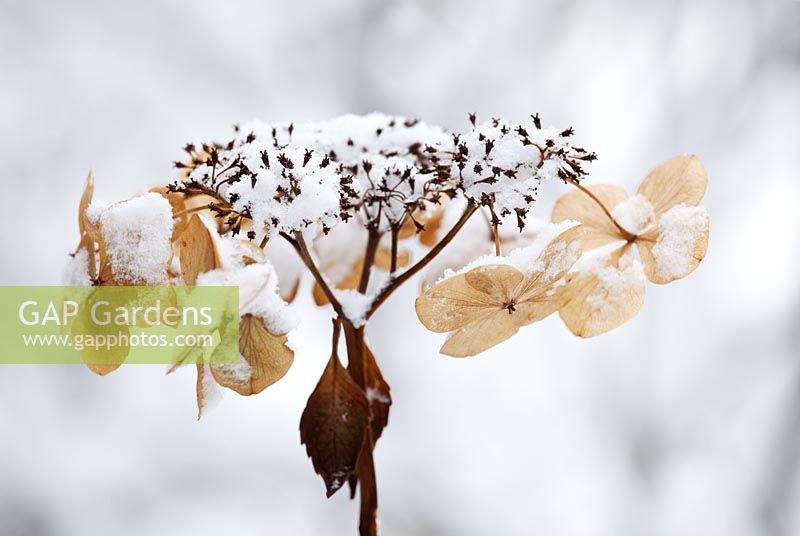 Hydrangea macrophylla normalis covered in  snow