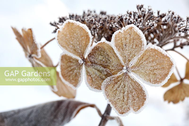 Hydrangea macrophylla normalis covered in hoar frost
