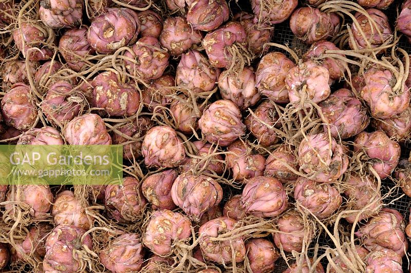Lilium orientale 'Expression'. Lily bulbs ready for planting