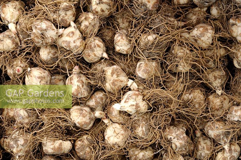 Lilium asiaticum 'Brunello' - Lily bulbs ready for planting