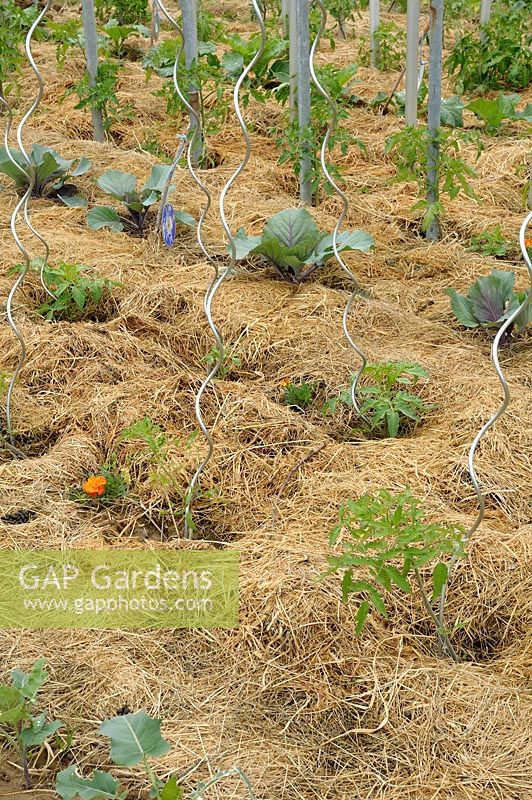 Young Tomato plants and Cabbage mulched with straw in spring