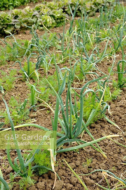 Interplanting carrots with onions to confuse and deter carrot fly 