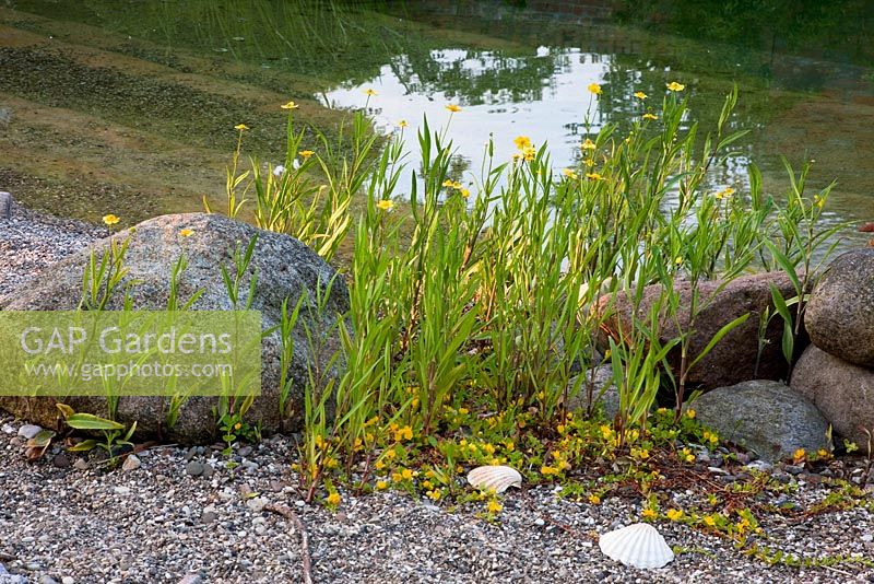Detail of a natural swimming pool. Planting includes Lysimachia nummularia and Ranunculus lingua