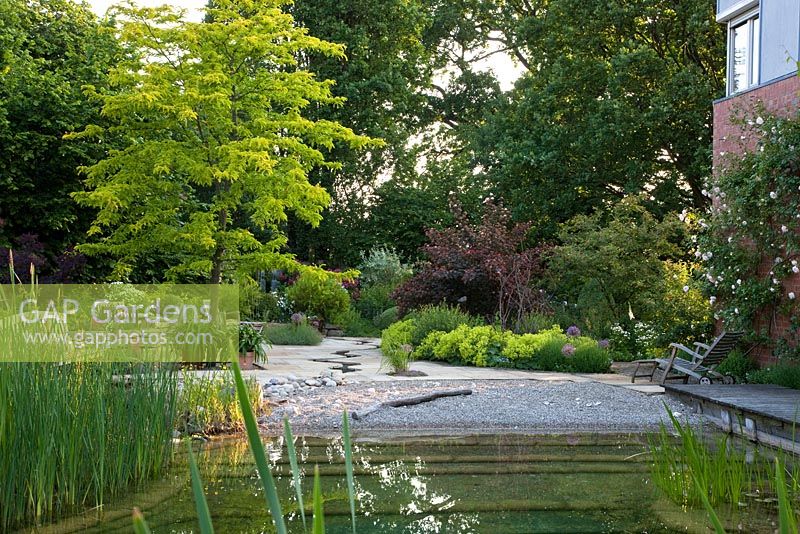View over a natural swimming pool and a part of the house with pebble beach zone towards the garden through paving with meandering canal, perennials and shrubs against the background of trees. Planting includes Rosa 'New Dawn', Alchemilla mollis, Amelanchier lamarckii, Gleditsia triacanthos 'Sunburst', Physocarpus opulifolius 'Diabolo' and Scirpus 