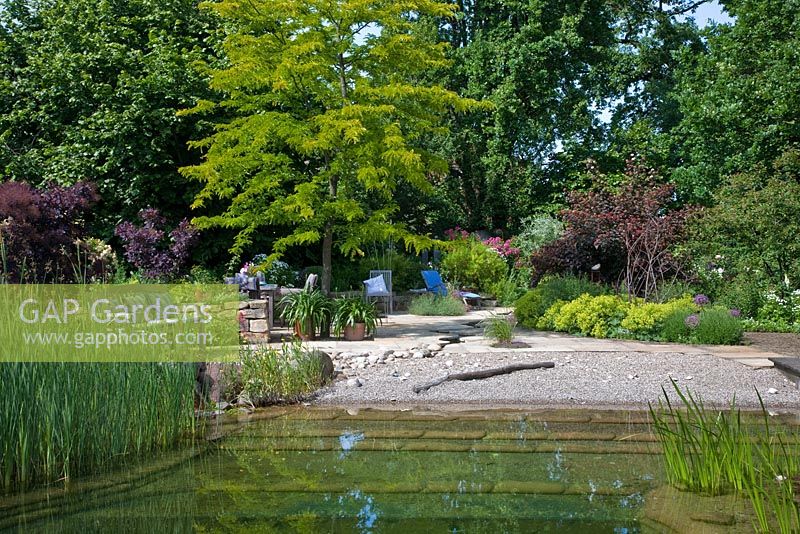 Natural swimming pool with pebble beach zone, leading to a garden with different 'rest areas' and trees in the background. Other planting includes Agapanthus, Alchemilla mollis, Cotinus coggygria 'Royal Purple', Gleditsia triacanthos 'Sunburst', Physocarpus opulifolius 'Diabolo' and Typha 