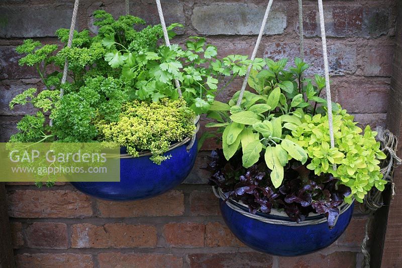 Herbs and salads growing in suspended blue glazed bowls - Coriander, parsley and Thymus pulegioides 'Archer's Gold' with Red lettuce 'Gaillarde', variegated sage, Salvia officinalis 'Icterina', golden marjoram and mint