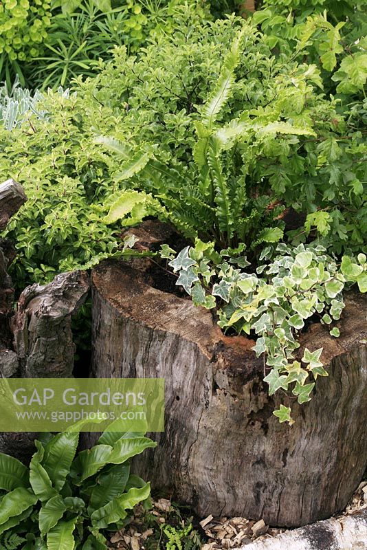 Asplenium scolopendrium 'Crispum' and small leaved variegated ivy growing in a hollowed out log