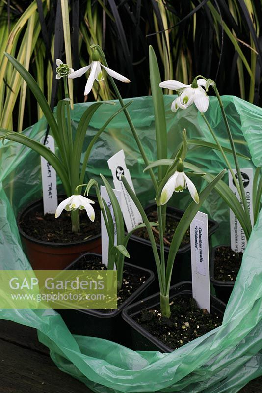 Carrier bag Snowdrops of recently purchased Snowdrops ready to plant out with two single and three double flowered cultivars
