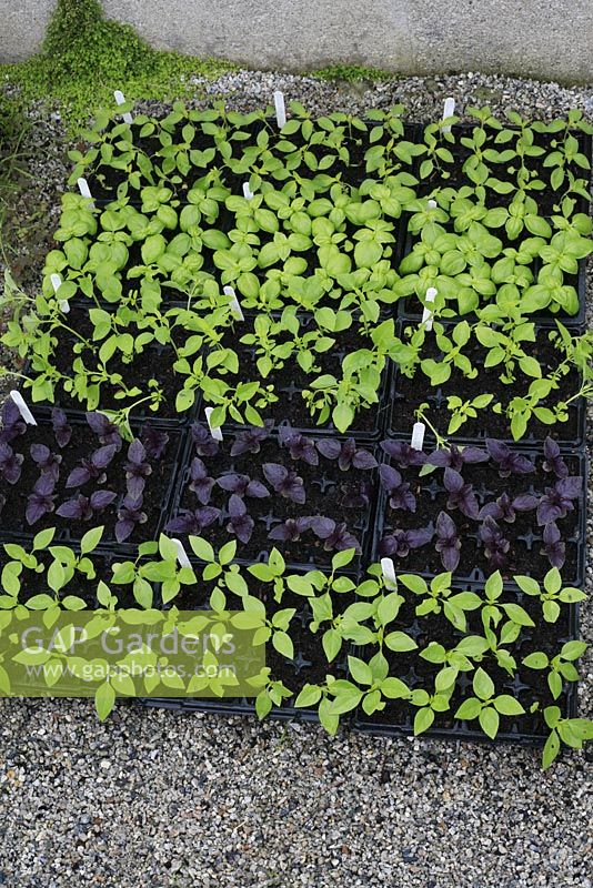 Varieties of basil being grown in cell trays to minimise root disturbance when planting out