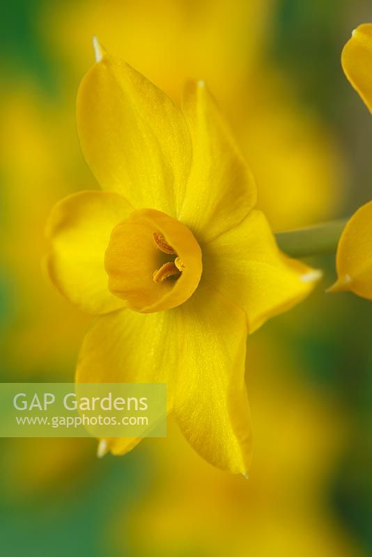 Narcissus 'Baby Boomer', April