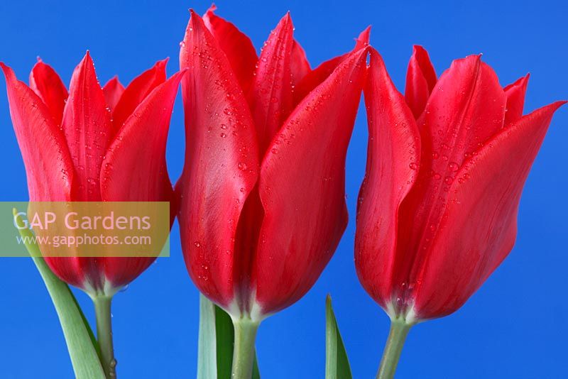 Tulipa 'Pieter de Leur' - Lily-flowered Group tulips
