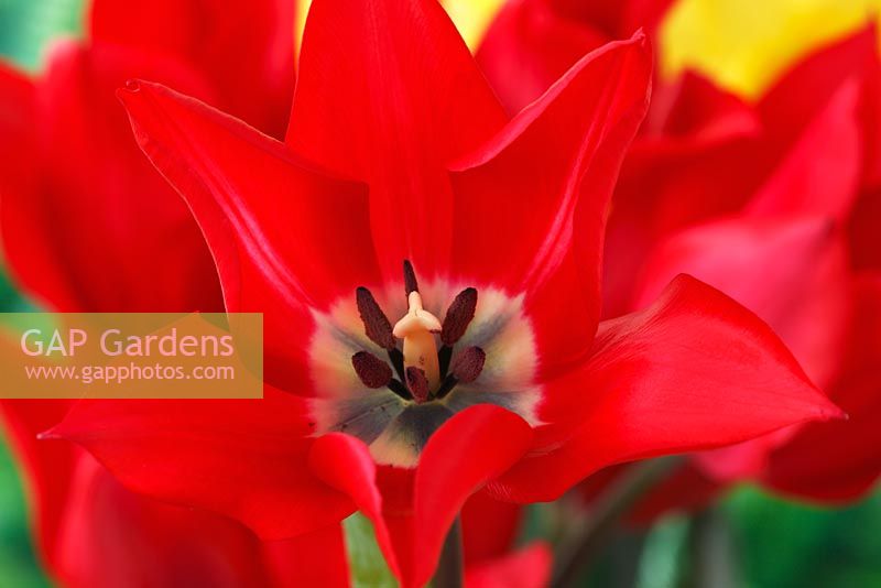 Tulipa 'Pieter de Leur' - Lily-flowered Group, April