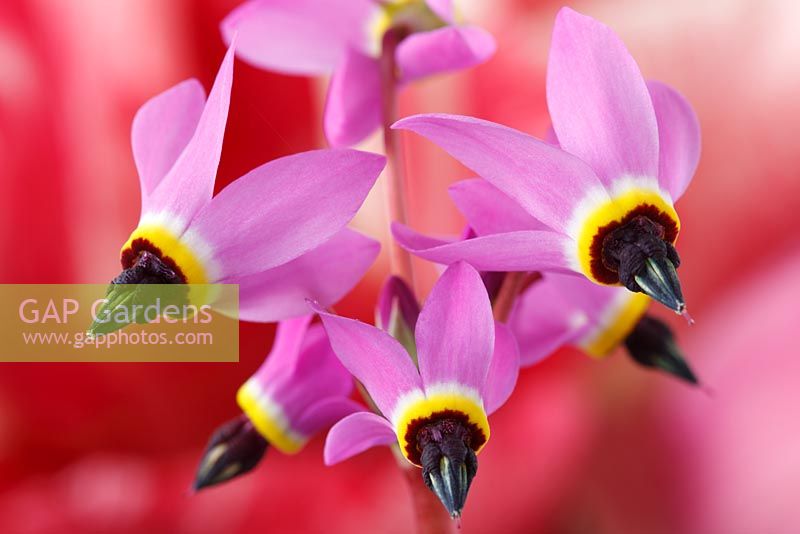 Dodecatheon hendersonii AGM, April