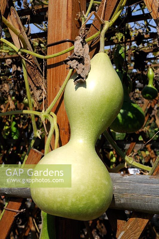 Lagenaria siceraria - Bottle gourd growing over a structure