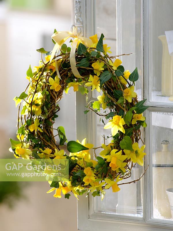 Spring wreath hanging from door. Consists of, Narcissus, Hedera and Salix alba 'Tristis' 