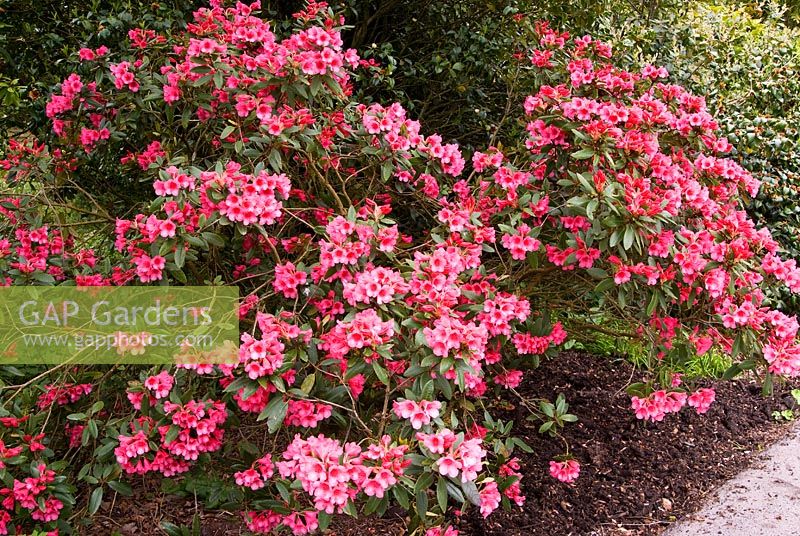 Rhododendron 'Winsome', AGM. 