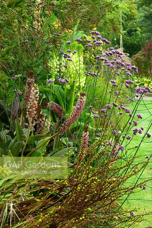 Exotic mixed border including Eucomis, Verbena bonariensis, Crocosmia and Callistemon salignus. The Croft, Yarnscombe, Devon, UK