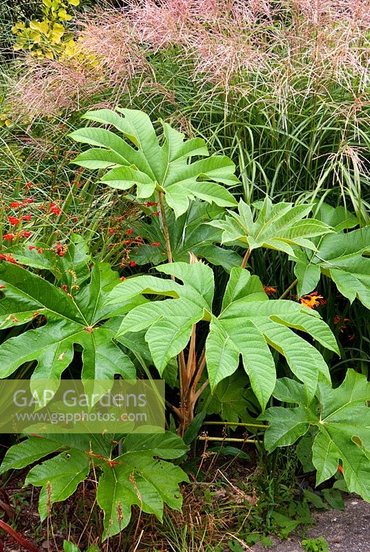 Tetrapanax papyrifer with miscanthus. The Croft, Yarnscombe, Devon, UK