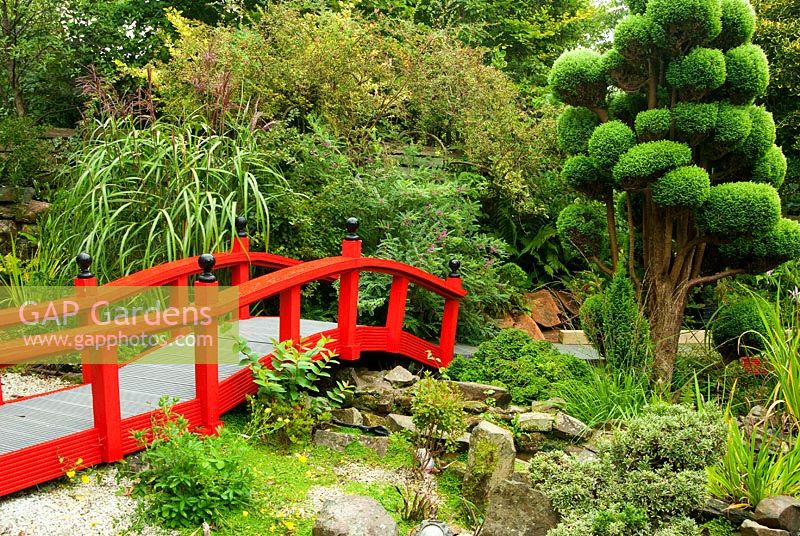 Cloud pruned conifers frame a bright red Nikko bridge in the Japanese garden, with miscanthus and indigofera. The Croft, Yarnscombe, Devon, UK