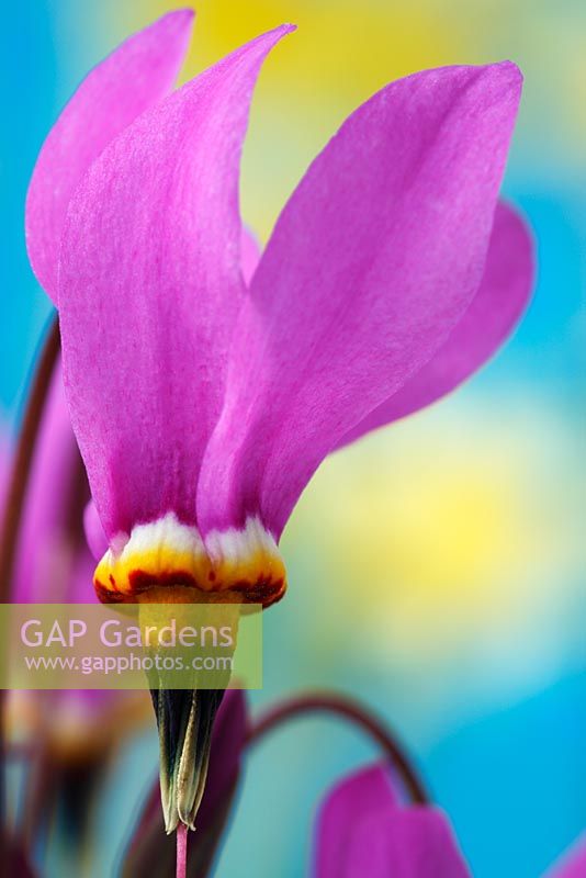 Dodecatheon meadia - Shooting star