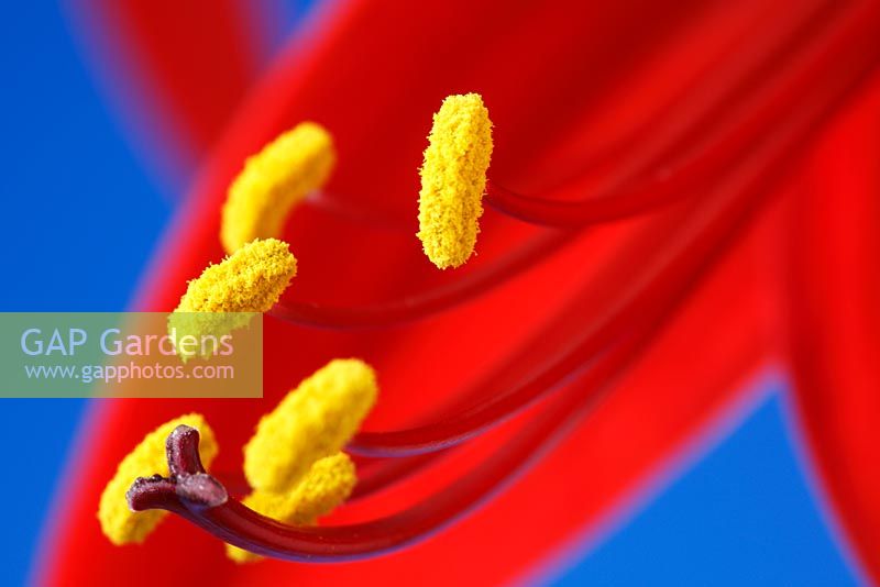 Sprekelia formosissima - Aztec lily, also known as Jacobean lily
