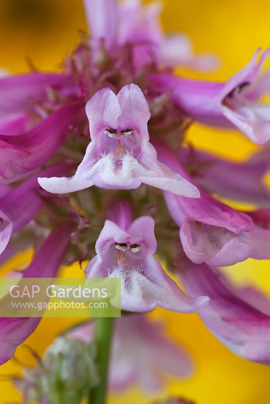 Penstemon procerus 'Roy Davidson' - Small-flowered Penstemon