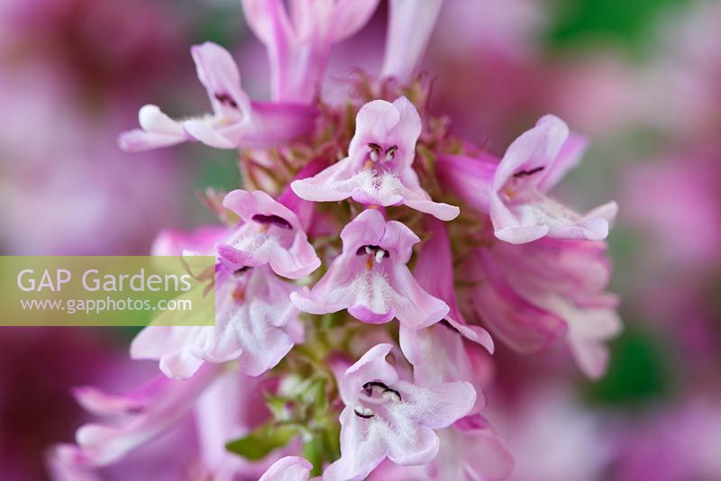 Penstemon procerus 'Roy Davidson' - Small-flowered penstemon, May