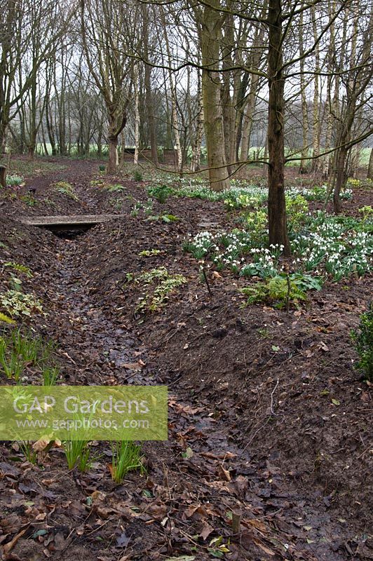 Newly created drainage ditch to cope with the wet conditions in the woodland garden - Pembury House Gardens, Sussex 