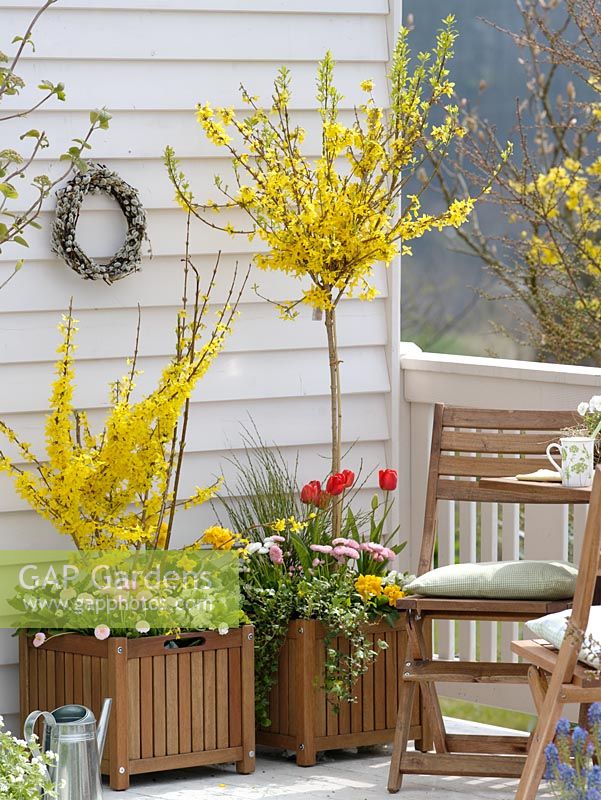 Balcony garden with containers of Forsythia, Tulipa, Bellis, Primula, Hedera, Cytisus in SPring