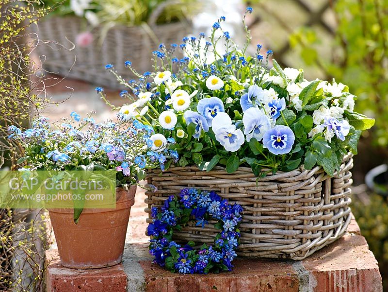 Spring containers of Viola wittrockiana 'Marina', Bellis, Primula 'Dawn Ansell' and Myosotis 'Myomark' 