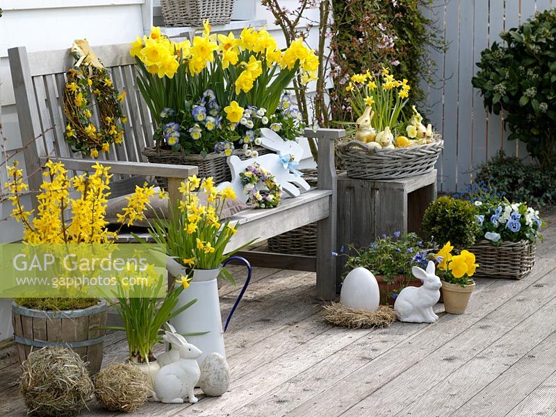 Containers of Forsythia 'Lynwood Gold', Narcissus 'Tete a Tete', 'Dutchmaster' and 'Pinza', Viola wittrockiana, Bellis, Anemone blanda
