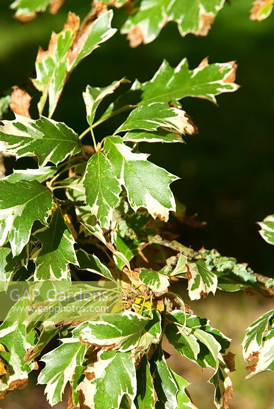 Quercus cerris 'Argenteovariegata'. Sir Harold Hillier Gardens, Ampfield, Romsey, Hants, UK