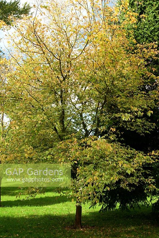 Acer negundo 'Elegans' - Sir Harold Hillier Gardens, Ampfield, Romsey, Hants