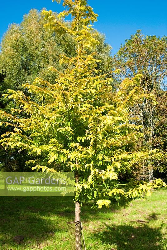Metasequoia glyptostroboides 'Gold Rush' - Sir Harold Hillier Gardens, Ampfield, Romsey, Hants, UK