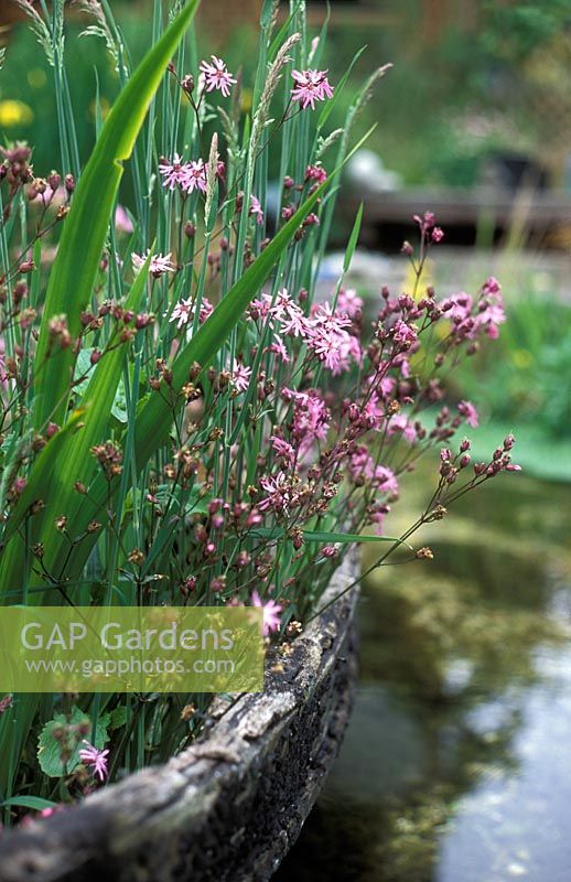 Luychnis flos-cuculi - Ragged Robin planted in old boat, Natural Water Garden, Nine Spring's House