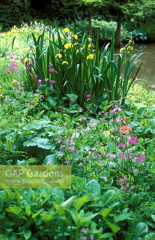 Iris pseudacorus - Yellow Flag Iris, Natural Water Garden, Nine Spring's House