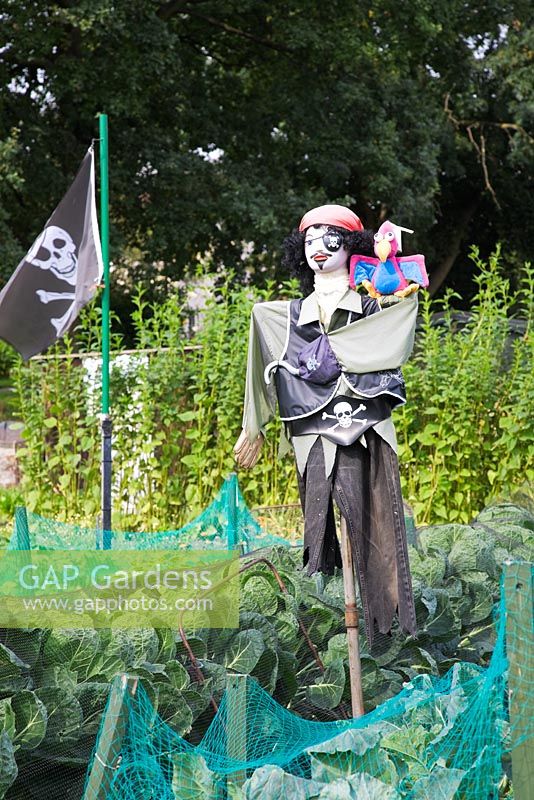 Pirate scarecrow on allotment and cabbages covered in netting