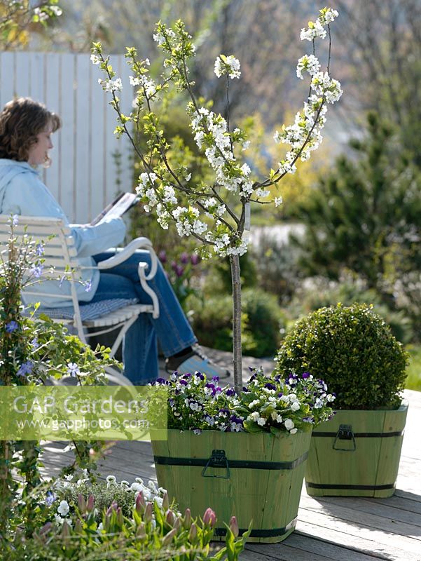 Prunus Cerisier 'Nabella' underplanted with Viola cornuta and Primula, clipped Buxus in background, woman sitting on becnh reading a magazine