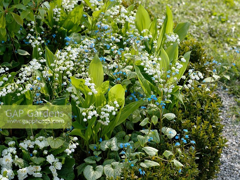 Spring bed of Convallaria majalis, Brunnera macrophylla 'Jack Frost', Buxus and Primula 'Dawn Ansell' 