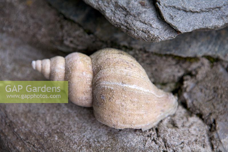 Seashells - Seafield, Hunter's Quay, Dunoon, Western Scotland
