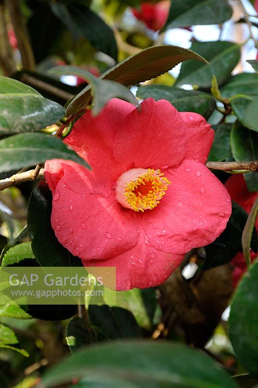 Camellia japonica 'Jupiter' - Japanese Camellia