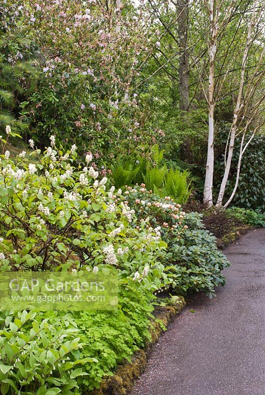 Spring border with Fothergilla major, Rhododendron 'Marietta', Polygonatum falcatum and Betula utilis var Jacquemontii - RHS Rosemoor