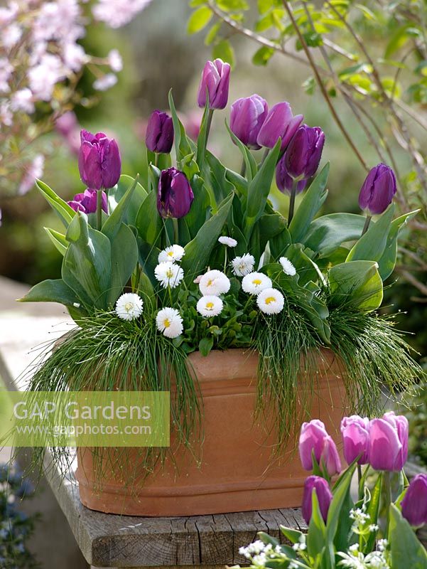 Spring container of Tulipa 'Cum Laude' and 'Valentine', Bellis and Scirpus 'Fiber Optik Grass' 