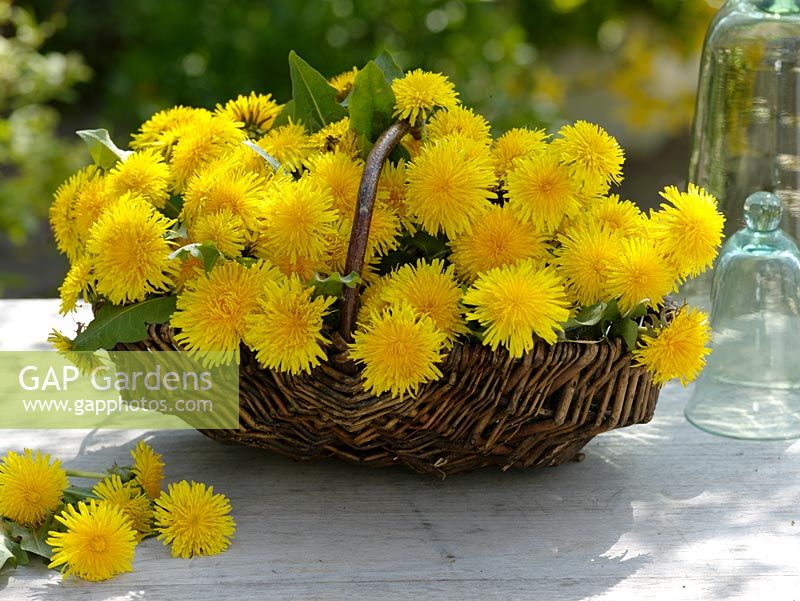 Basket of dandelions 