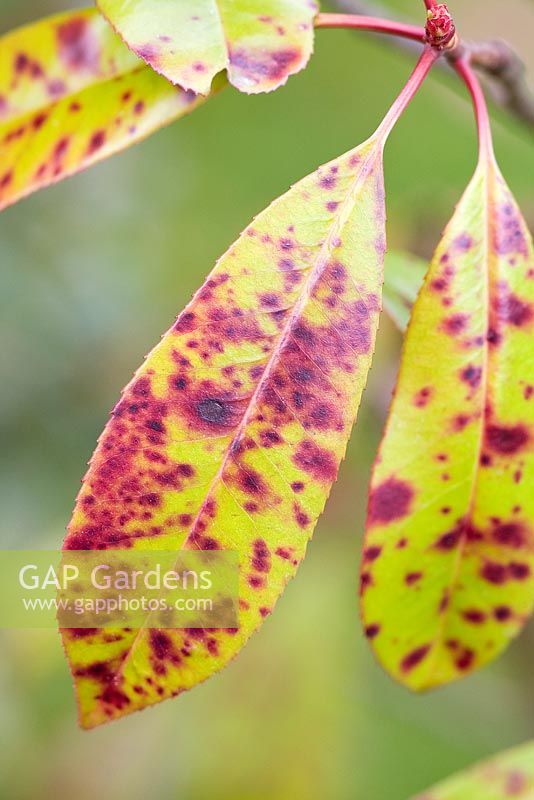 Photinia with Entomosporium Leaf Spot - Photinia Scab